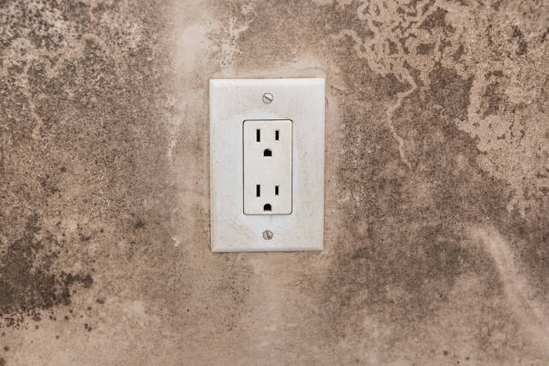  Canyon, TX Mold Removal Pros