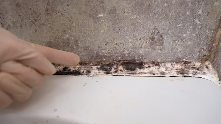 Best Biohazard Mold Removal  in Canyon, TX